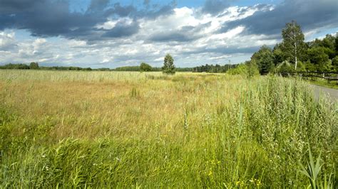 Wild pasture - Before planting, experts suggest mixing wildflower seeds with some type of organic or mineral carrier, such as sand, at a 3:1 ratio. The mix will make it easier to cover your entire area and distribute the seed evenly to have fewer accidental bare spots during the blooming season.